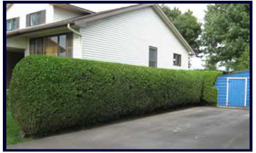 Cedar Trim
